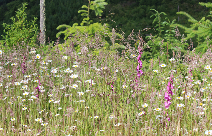 Ridgetop Farm and Garden | Pacific NW Plants | Foxglove