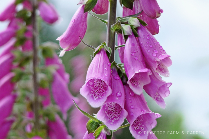 Ridgetop Farm and Garden | Pacific NW Plants | Foxglove