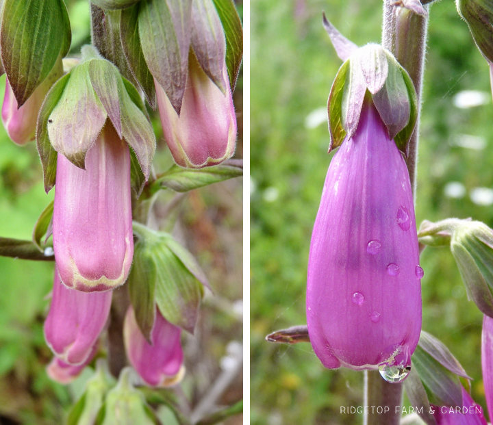 Ridgetop Farm and Garden | Pacific NW Plants | Foxglove