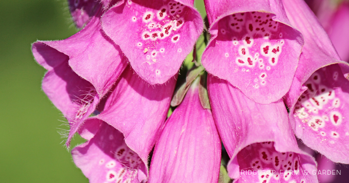 Ridgetop Farm and Garden | Pacific NW Plants | Foxglove