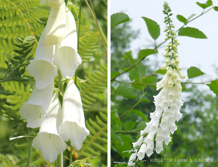 Ridgetop Farm and Garden | Pacific NW Plants | Foxglove