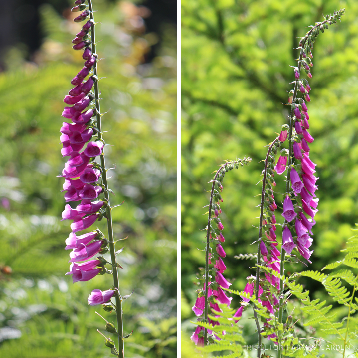 Ridgetop Farm and Garden | Pacific NW Plants | Foxglove