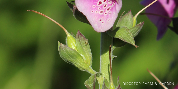 Ridgetop Farm and Garden | Pacific NW Plants | Foxglove