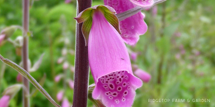 Ridgetop Farm and Garden | Pacific NW Plants | Foxglove