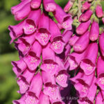 Pacific NW Plants: Foxglove