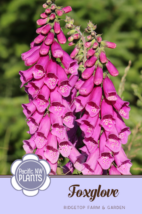 Ridgetop Farm and Garden | Pacific NW Plants | Foxglove