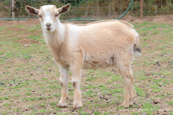 Ridgetop Farm and Garden | Nigerian Dwarf Goat | Our Herd | Wingman