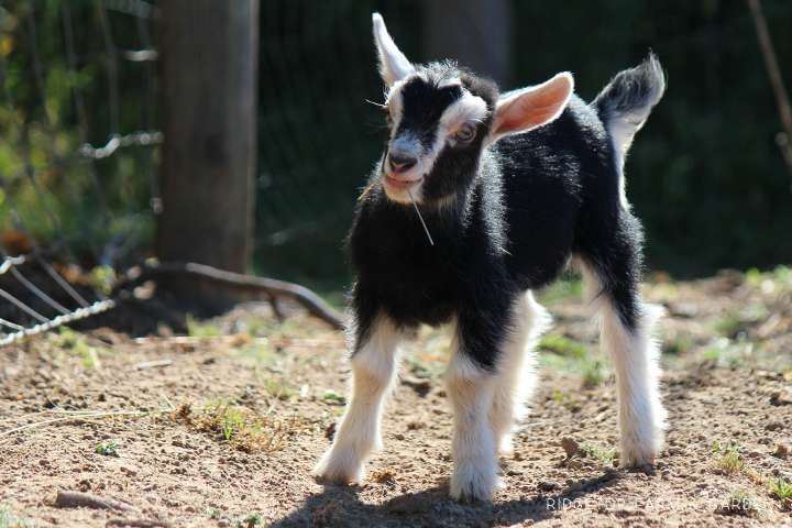 Ridgetop Farm and Garden | Nigerian Dwarf Goat | Our Herd | WyldeStyle