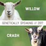 2017 Willow & Crash Breeding