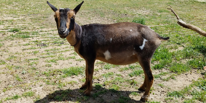 Ridgetop Farm and Garden | Nigerian Dwarf Goat Coat Pattern