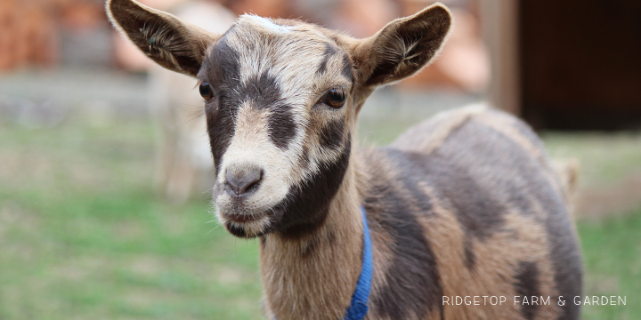 Ridgetop Farm and Garden | Nigerian Dwarf Goat Coat Pattern