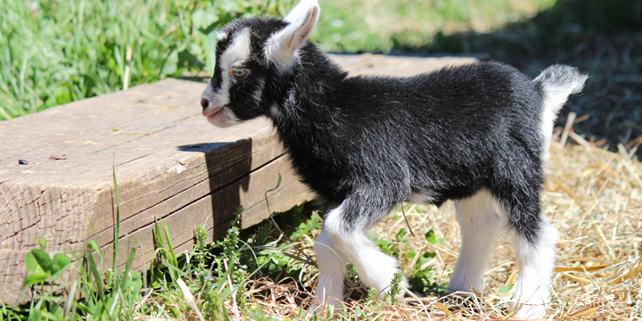 Ridgetop Farm and Garden | Nigerian Dwarf Goat Coat Pattern