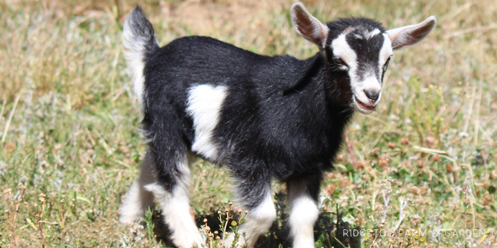 Ridgetop Farm and Garden | Nigerian Dwarf Goat Coat Pattern