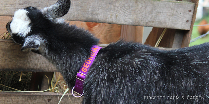 Ridgetop Farm and Garden | Nigerian Dwarf Goat Coat Pattern