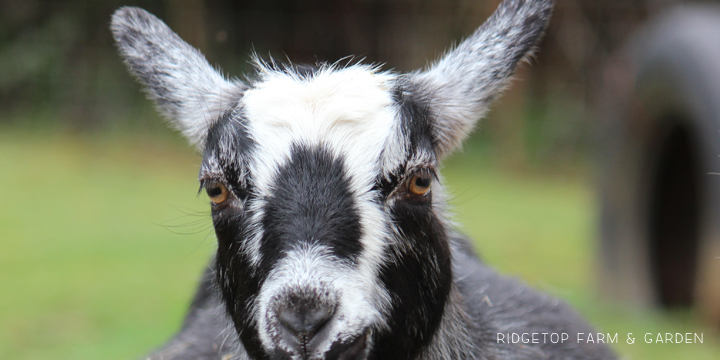 Ridgetop Farm and Garden | Nigerian Dwarf Goat Coat Pattern