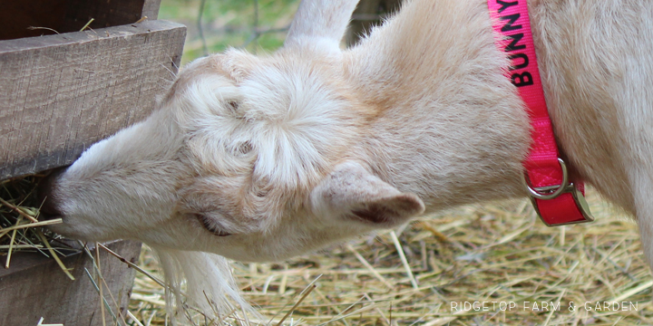 Ridgetop Farm and Garden | Nigerian Dwarf Goat Coat Pattern