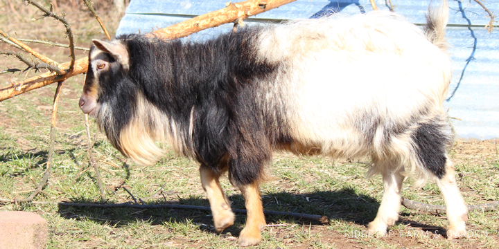 Ridgetop Farm and Garden | Nigerian Dwarf Goat Coat Pattern