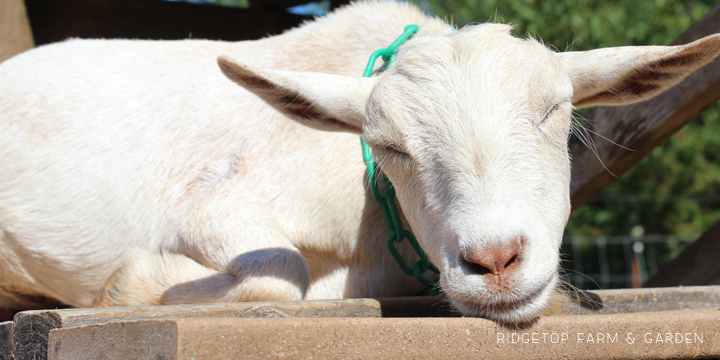 Ridgetop Farm and Garden | Nigerian Dwarf Goat Coat Pattern