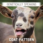 Goat Coat Pattern