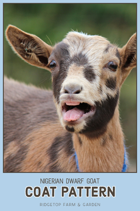 Ridgetop Farm and Garden | Nigerian Dwarf Goat Coat Pattern