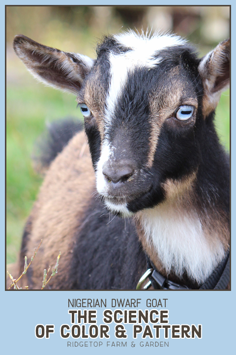 Ridgetop Farm and Garden | Nigerian Dwarf Goat | Genetics | Color | Pattern