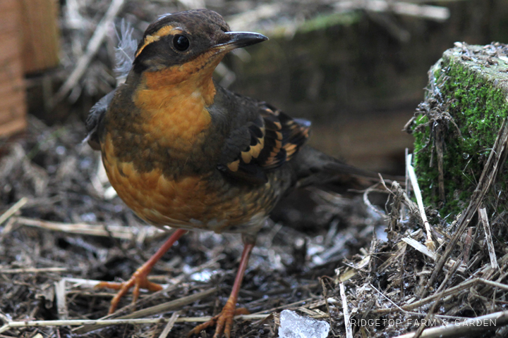 Ridgetop Farm and Garden | 2018 Great Backyard Bird Count | Varied Thrush