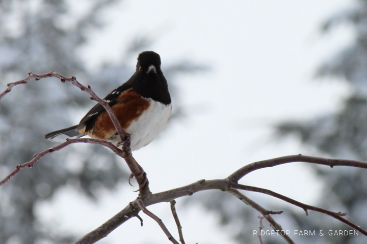 Ridgetop Farm and Garden | 2018 Great Backyard Bird Count | Spotted Towhee