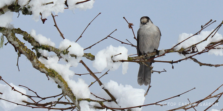 Ridgetop Farm and Garden | 2018 Great Backyard Bird Count | Gray Jay