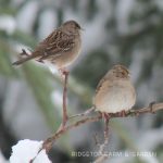 2018 Great Backyard Bird Count