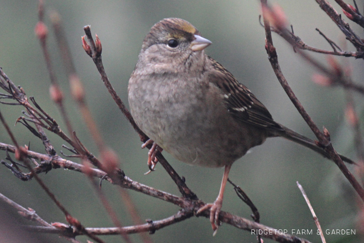 Ridgetop Farm and Garden | 2018 Great Backyard Bird Count | Golden-crowned Sparrow