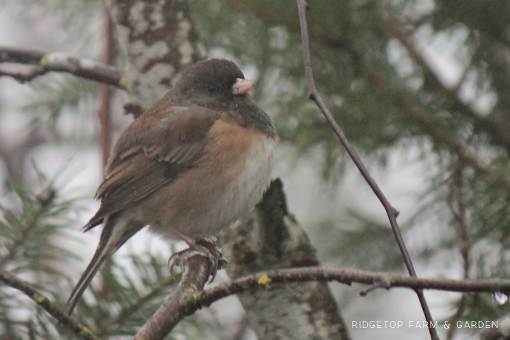 Ridgetop Farm and Garden | 2018 Great Backyard Bird Count | Dark-eyed Junco