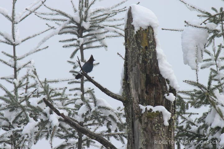 Ridgetop Farm and Garden | 2018 Great Backyard Bird Count | Steller's Jay