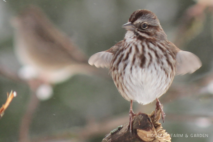 Ridgetop Farm and Garden | 2018 Great Backyard Bird Count | Song Sparrow