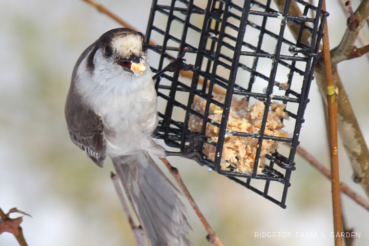 Ridgetop Farm and Garden | How to Make Suet