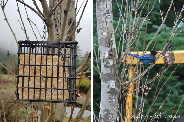 Ridgetop Farm and Garden | How to Make Suet