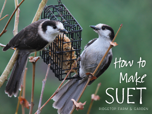 Ridgetop Farm and Garden | How to Make Suet