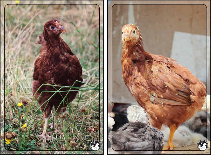 Ridgetop Farm and Garden | Our Flock | Rhode Island Reds