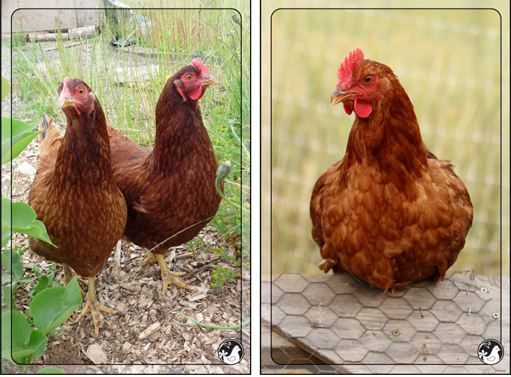 Ridgetop Farm and Garden | Our Flock | Rhode Island Reds