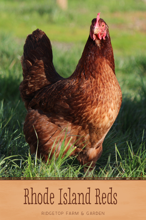 Ridgetop Farm and Garden | Our Flock | Rhode Island Reds