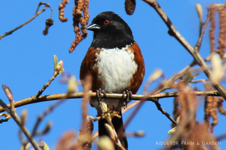 Ridgetop Farm and Garden | Birds 'round Here | Spotted Towhee