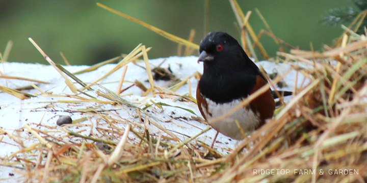 Ridgetop Farm and Garden | Birds 'round Here | Spotted Towhee