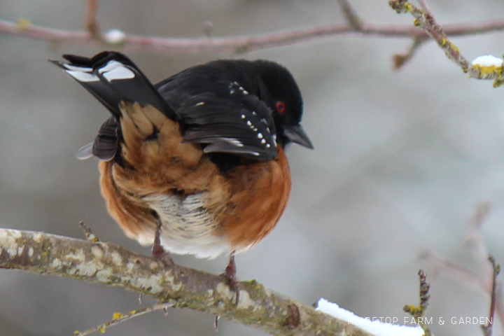 Ridgetop Farm and Garden | Birds 'round Here | Spotted Towhee