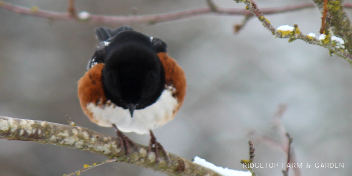 Ridgetop Farm and Garden | Birds 'round Here | Spotted Towhee