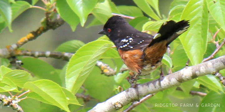 Ridgetop Farm and Garden | Birds 'round Here | Spotted Towhee