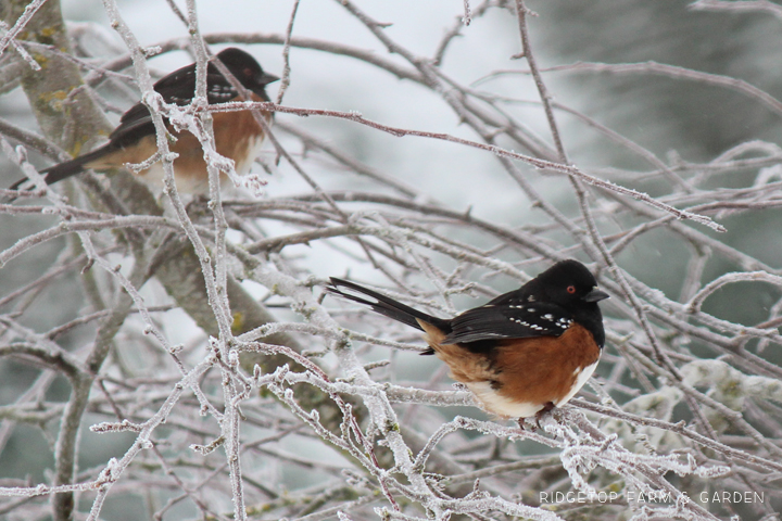 Ridgetop Farm and Garden | Birds 'round Here | Spotted Towhee