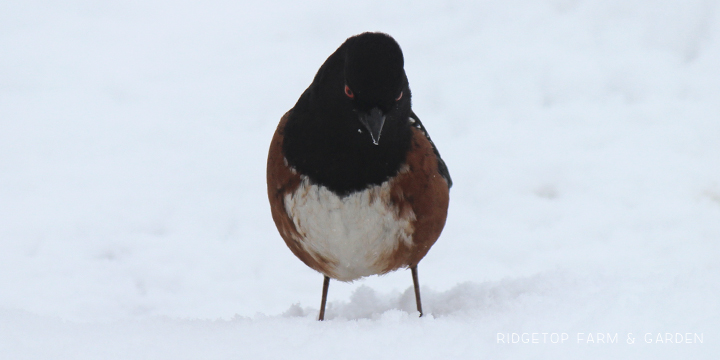 Ridgetop Farm and Garden | Birds 'round Here | Spotted Towhee