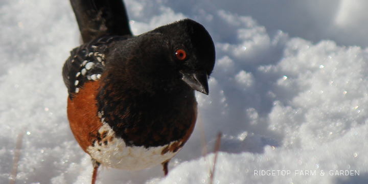 Ridgetop Farm and Garden | Birds 'round Here | Spotted Towhee