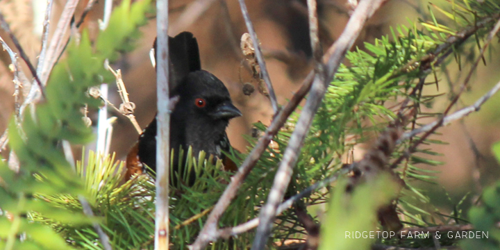 Ridgetop Farm and Garden | Birds 'round Here | Spotted Towhee