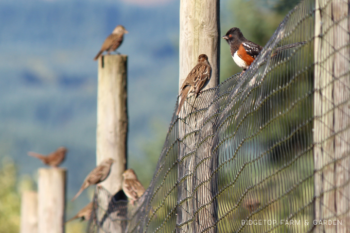 Ridgetop Farm and Garden | Birds 'round Here | Spotted Towhee