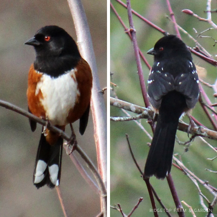 Ridgetop Farm and Garden | Birds 'round Here | Spotted Towhee